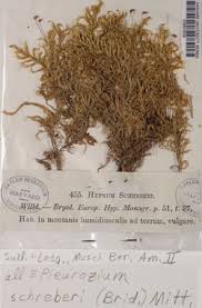 Attēlu rezultāti vaicājumam “Pleurozium schreberi sporophyte”