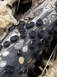 Attēlu rezultāti vaicājumam “Biscogniauxia marginata”