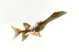 Image result for Polyodon spathula