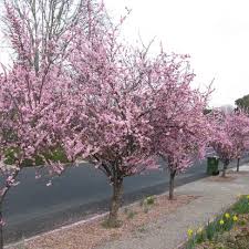 Attēlu rezultāti vaicājumam “Prunus (plum-tree)”