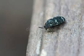 Attēlu rezultāti vaicājumam “Megatoma undata”