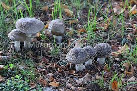 Attēlu rezultāti vaicājumam “Amanita excelsa”