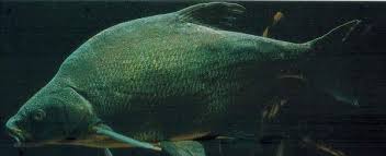 Image result for Abramis brama