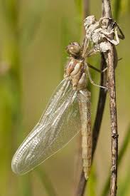 Attēlu rezultāti vaicājumam “Orthetrum brunneum”