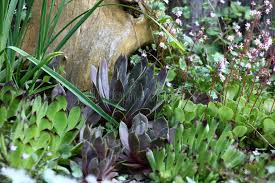 Attēlu rezultāti vaicājumam “Saxifraga cymbalaria flower”