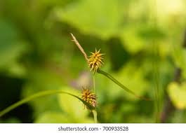 Attēlu rezultāti vaicājumam “Carex lepidocarpa leaf”