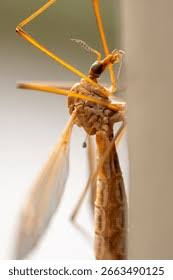 Attēlu rezultāti vaicājumam “Tipulidae male”