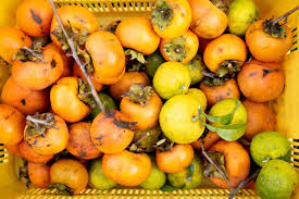 「柿の木利江」の画像検索結果