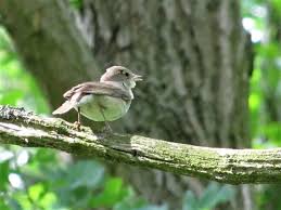 Attēlu rezultāti vaicājumam “Sylvia borin adult”