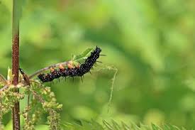 Attēlu rezultāti vaicājumam “Athous sp.”