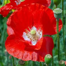 Image result for Papaver rhoeas