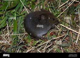 Attēlu rezultāti vaicājumam “Microtus agrestis”