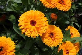 Attēlu rezultāti vaicājumam “Calendula officinalis”