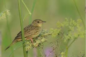 Image result for Locustella lanceolata