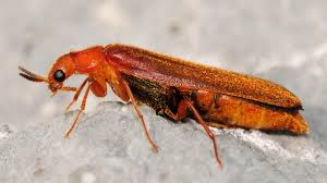 Attēlu rezultāti vaicājumam “Hylecoetus dermestoides male”