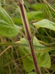 Attēlu rezultāti vaicājumam “Scrophularia umbrosa”