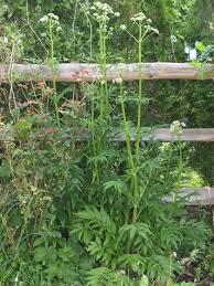 Attēlu rezultāti vaicājumam “Valeriana officinalis bud”