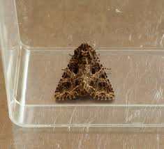 Attēlu rezultāti vaicājumam “Hadena rivularis”