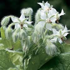 Attēlu rezultāti vaicājumam “Borago officinalis bud”