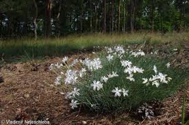 Attēlu rezultāti vaicājumam “Dianthus arenarius leaf”