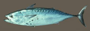 Image result for Euthynnus alletteratus