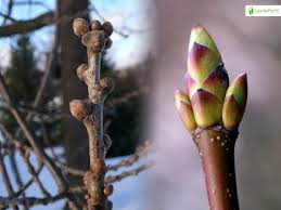 Attēlu rezultāti vaicājumam “Quercus robur bud”