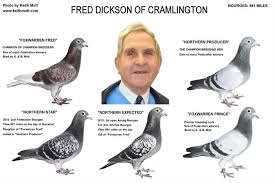 Image result for Abbeyton & Broomfield Racing Pigeons