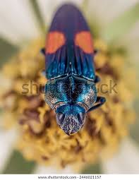 Attēlu rezultāti vaicājumam “Buprestidae”