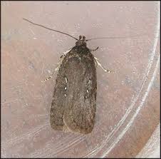 Attēlu rezultāti vaicājumam “Agonopterix heracliana”