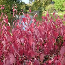 Attēlu rezultāti vaicājumam “Cornus sericea”