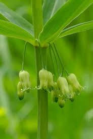 Attēlu rezultāti vaicājumam “Polygonatum verticillatum bud”