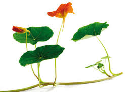 Attēlu rezultāti vaicājumam “Tropaeolum majus bud”