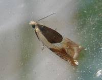 Attēlu rezultāti vaicājumam “Ancylis badiana”