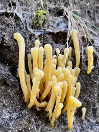 Attēlu rezultāti vaicājumam “Clavaria argillacea”