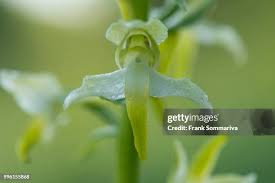 Attēlu rezultāti vaicājumam “Platanthera chlorantha flower”