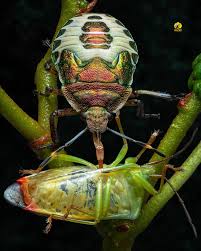 Attēlu rezultāti vaicājumam “Comatricha nigra macro”