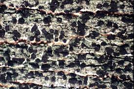 Attēlu rezultāti vaicājumam “Trapeliopsis flexuosa”