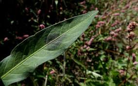 Attēlu rezultāti vaicājumam “Persicaria maculosa leaf”