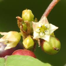 Attēlu rezultāti vaicājumam “Frangula alnus bud”