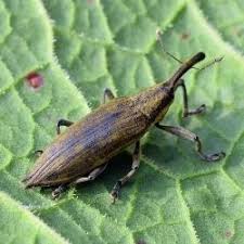 Attēlu rezultāti vaicājumam “Lixus iridis”