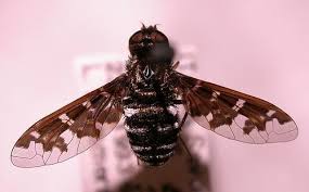 Attēlu rezultāti vaicājumam “Exoprosopa capucina”