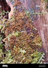 Attēlu rezultāti vaicājumam “Nowellia curvifolia”