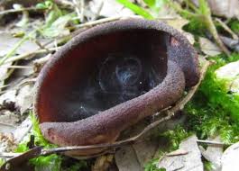 Attēlu rezultāti vaicājumam “Peziza flavida”