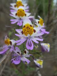 Image result for Schizanthus