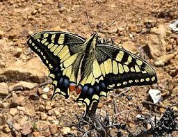 Attēlu rezultāti vaicājumam “Papilio machaon”