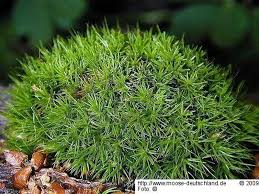 Attēlu rezultāti vaicājumam “Dicranum viride”