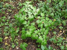 Attēlu rezultāti vaicājumam “Actaea spicata”