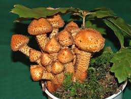 Attēlu rezultāti vaicājumam “Pholiota squarrosa”