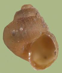 Attēlu rezultāti vaicājumam “Lycogala botrydium”