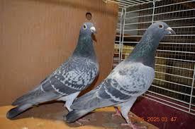 Image result for Meridian Racing Pigeon Lofts